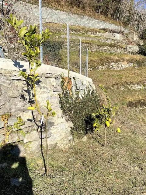 Ca'Gialla Bellinzona Exterior photo